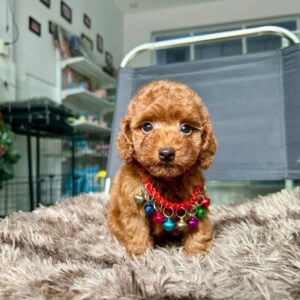 Hoàng Tử Poodle Nâu Đỏ - Tinh Anh và Lanh Lợi [ID 1014]