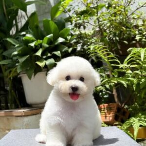 Poodle Trắng Nụ Cười Tỏa Nắng Giữa Vườn Xanh [ID 2016]