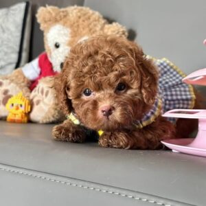 Hoàng Tử Poodle Nâu Đỏ Chocolate - Búp Bê Sống Đời Thực [ID 1026]