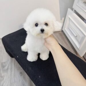 Công Chúa Poodle Trắng Bichon - Viên Kẹo Bông Với Đôi Mắt Biết Nói [ID 2009]