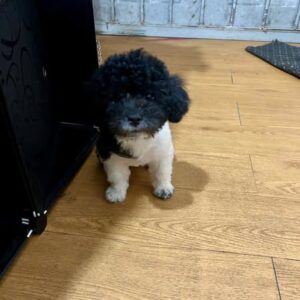 Cậu Bé Poodle Bò Sữa "Mũ Đen" và Vẻ Ngoài Tinh Nghịch [ID 5026]