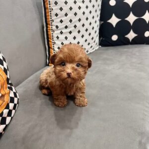 Công Chúa Poodle Teacup - Viên Kẹo Ngọt Đỏ Nâu [ID 1011]