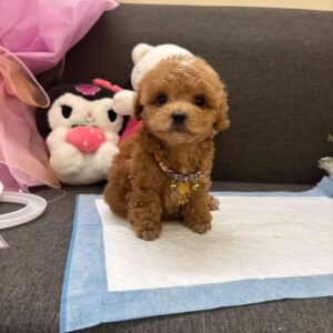 Công Chúa Poodle Nâu Đỏ - Vẻ Đẹp Ngọt Ngào [ID 1012]