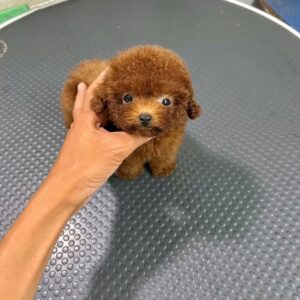 Hoàng Tử Poodle Đỏ Nâu - Mặt Gấu Siêu Cấp [ID 1010]
