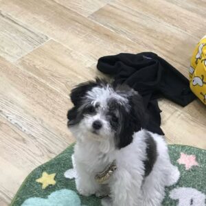 Ngôi Sao Poodle Bò Sữa Tóc Rối và Vẻ Đẹp Cá Tính [ID 5029]