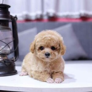 Hoàng Tử Poodle Nâu Nhạt - Vẻ Đẹp Nhẹ Nhàng, Tinh Tế [ID 1013]