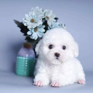Hoàng Tử Poodle Tuyết Trắng - Tinh Khôi Như Giọt Sương [ID 2011]