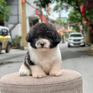 poodle bò sữa