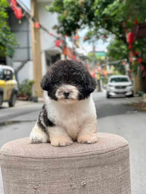 poodle bò sữa