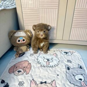 Hoàng Tử Poodle Nâu Đỏ - Gấu Bông Với Dấu Yêu Đặc Biệt [ID 1027]