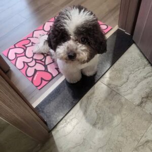 Gấu Bông Poodle Bò Sữa Socola và Vệt Kem Ngọt Ngào [ID 5028]