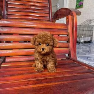Hoảng Tử Poodle Nâu Đỏ - Vẻ Đẹp Ấm Áp và Sang Trọng [ID 1019]
