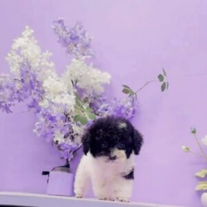 Nàng Thơ Poodle Bò Sữa Giữa Vườn Oải Hương [ID 5025]