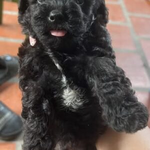 Siêu Quậy Poodle Đen Yếm Trắng và Chiếc Lưỡi Lém Lỉnh [ID 6025]