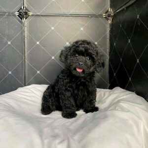 poodle đen