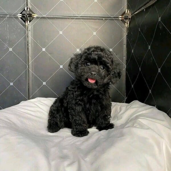 poodle đen