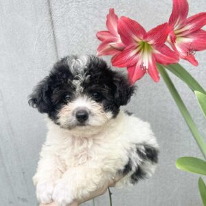 Nàng Thơ Poodle Đen Trắng Đốm Lưng [ID 5013]