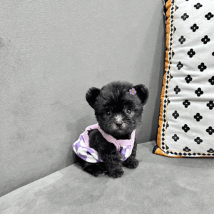 poodle đen