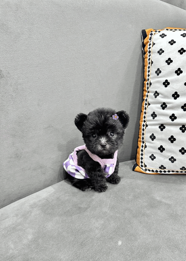 poodle đen
