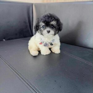 poodle bò sữa