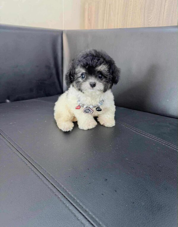 poodle bò sữa