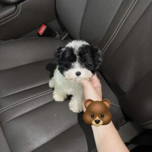 Tiny Poodle Đen Trắng Cực Xinh [ID 5008]