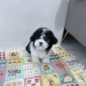 Tiny Poodle Đen Trắng Đốm Đầu [ID 5009]