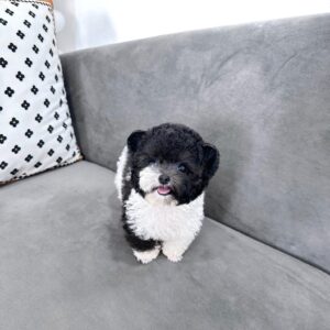 Hoàng Tử Poodle Bò Sữa Gấu Trúc và Nụ Cười Tỏa Nắng [ID 5017]