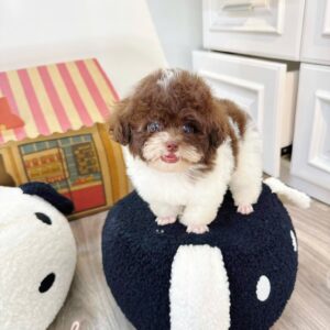 poodle bò sữa