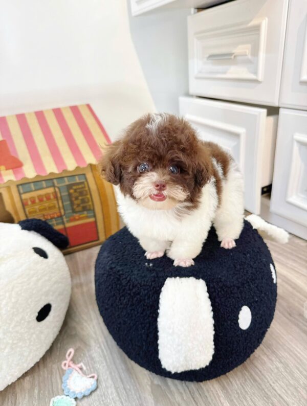 poodle bò sữa