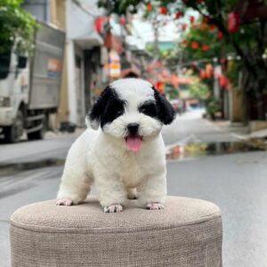 Tiny Poodle Bò Sữa "Mặt Nạ Gấu Trúc" [ID 5010]