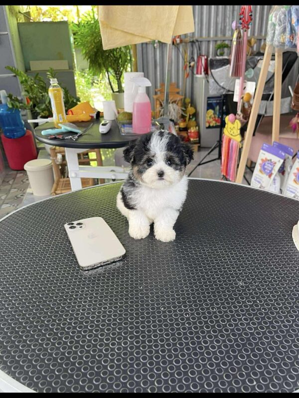 poodle bò sữa