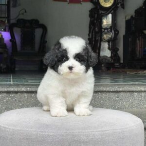 Tiny Poodle Bò Sữa "Đội Mũ" Cực Duyên [ID 5011]