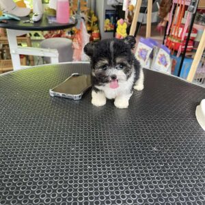 poodle bò sữa