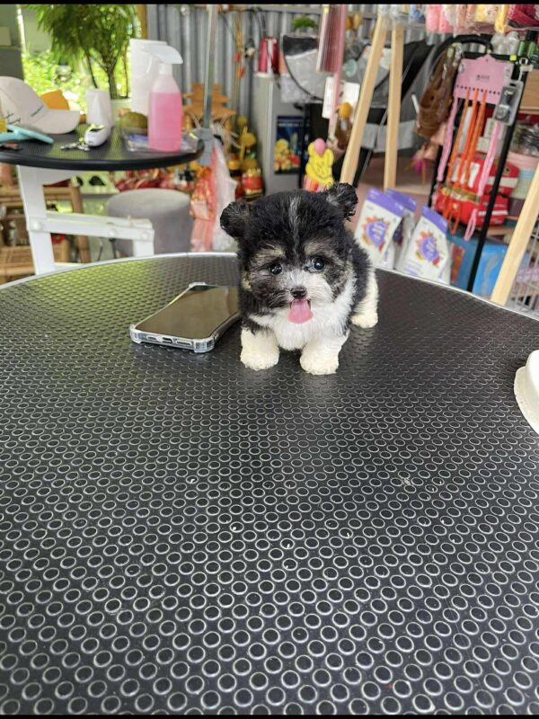 poodle bò sữa