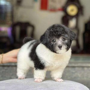 Tiny Poodle Bò Sữa Chân Lùn [ID 5012]