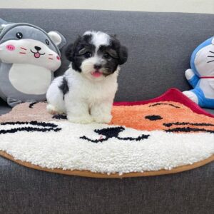 Cô Bé Poodle Bò Sữa và Cái Lưỡi 'Mlem' Đáng Yêu [ID 5023]