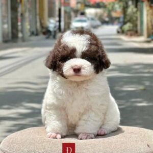 Hoàng Tử Poodle Bò Sữa Socola và Vẻ Đẹp Ngọt Ngào [ID 5022]