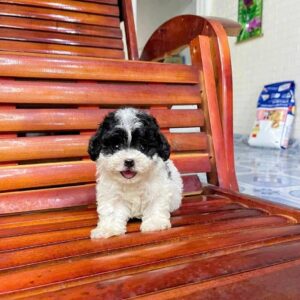 Thiên Thần Poodle Bò Sữa và Nụ Cười Hạnh Phúc [ID 5018]