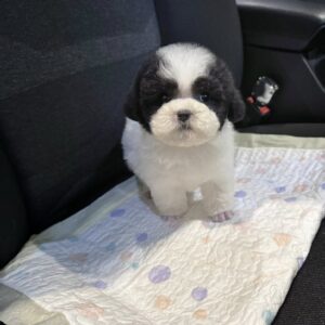 Cậu Bé Poodle Bò Sữa Đội Mũ Lông và Vẻ Đẹp Tĩnh Lặng [ID 5020]