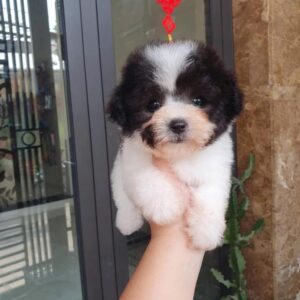 Cục Bông Poodle Bò Sữa và Vệt Sáng May Mắn [ID 5019]