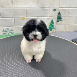 Cậu Bé Poodle Bò Sữa và Chiếc Lưỡi Tinh Nghịch [ID 5021]