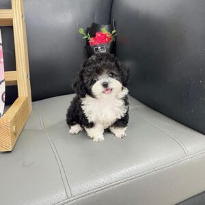 Chàng Hoàng Tử Poodle Bò Sữa Tuxedo Lịch Lãm [ID 5024]