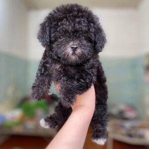 Gấu Bông Poodle Đen Đi Tất Lệch và Chiếc Miệng Dính Sữa [ID 6021]