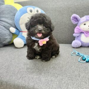 Cậu Bé Poodle Đen Hoạt Hình với Nụ Cười Tỏa Nắng [ID 6017]