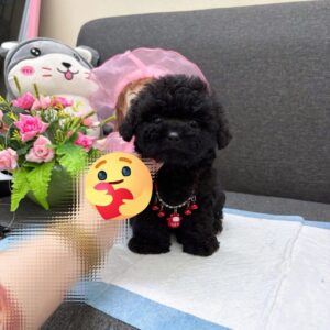 Công Chúa Poodle Đen Ballerina Váy Hồng [ID 6006]