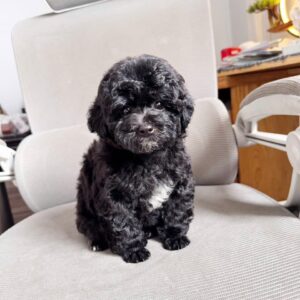 Quý Ông Poodle Đen Lịch Lãm với Yếm Trắng và Râu Tiêu [ID 6012]