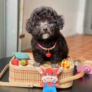 Nhà Thám Hiểm Nhí Poodle Đen Tro và Giỏ Đồ Chơi Thần Kỳ [ID 6020]