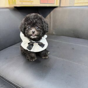 Quý Cô Ngọc Trai Poodle Đen Với Chiếc Nơ Thanh Lịch [ID 6003]