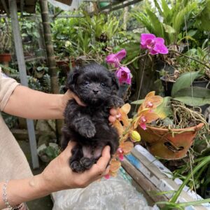 Mầm Sống Poodle Đen Nhánh Giữa Vườn Hoa [ID 6007]